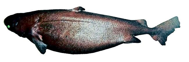 Centroscymnus coelolepis_0222258.jpg